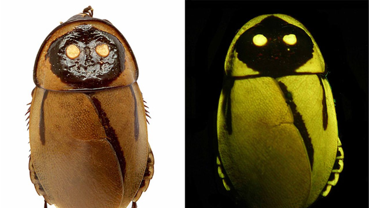 I Am Officially in Love With Cockroaches