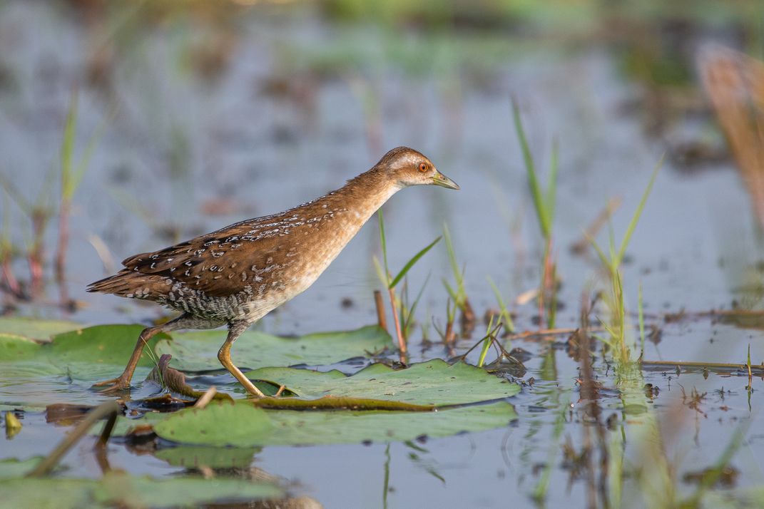 Baillon's Crake | Smithsonian Photo Contest | Smithsonian Magazine