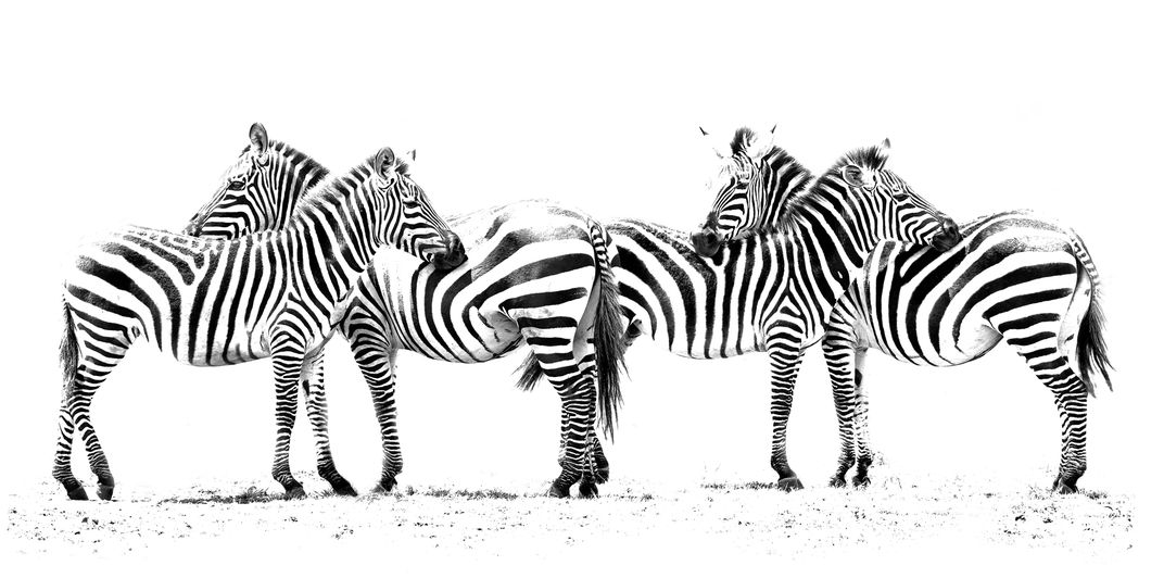 Zebra line up | Smithsonian Photo Contest | Smithsonian Magazine