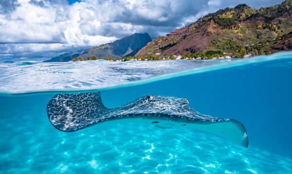 A stingray swims just below the water's surface in Moorea, French Polynesia. thumbnail