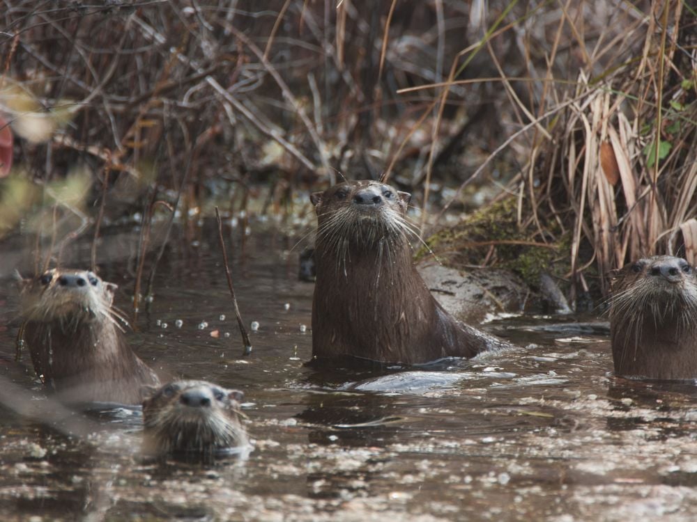 River Otter Found While Exploring Eastern NC Smithsonian Photo