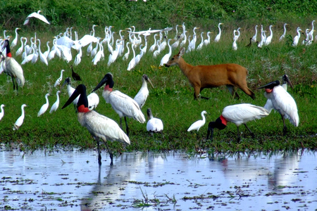 the biodiversity of the Pantanal is outstanding. There is a great abundant of birds and a large quantity of mammals as shown in the big picture above. In this picture alone we can see at least four species of birds and a female Marsh deer. (W. Tomas)