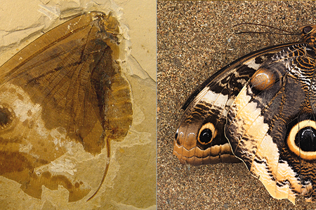 An image of the fossilized lacewing Oregramma illecebrosa, left, and the modern owl butterfly Calico Memnon, right.