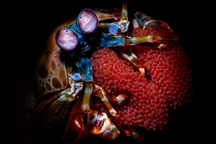 colorful shrimp with purple eyes stretches its arms over a ball of red eggs