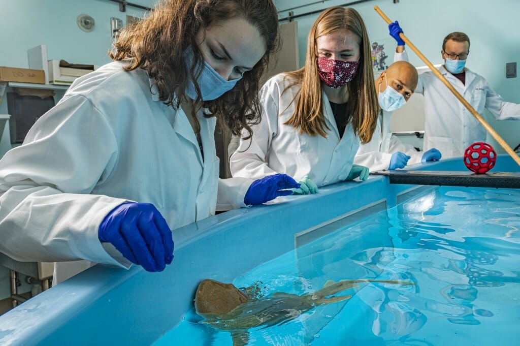 Una imagen de cuatro estudiantes de grado cerca de una piscina con un tiburón nodriza a nado contra la pared de la piscina.  Cada alumno lleva una bata de laboratorio, guantes y mascarilla.