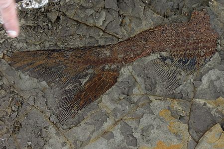 A partially exposed, 65-million-year-old fish from the Tanis deposit in North Dakota. 