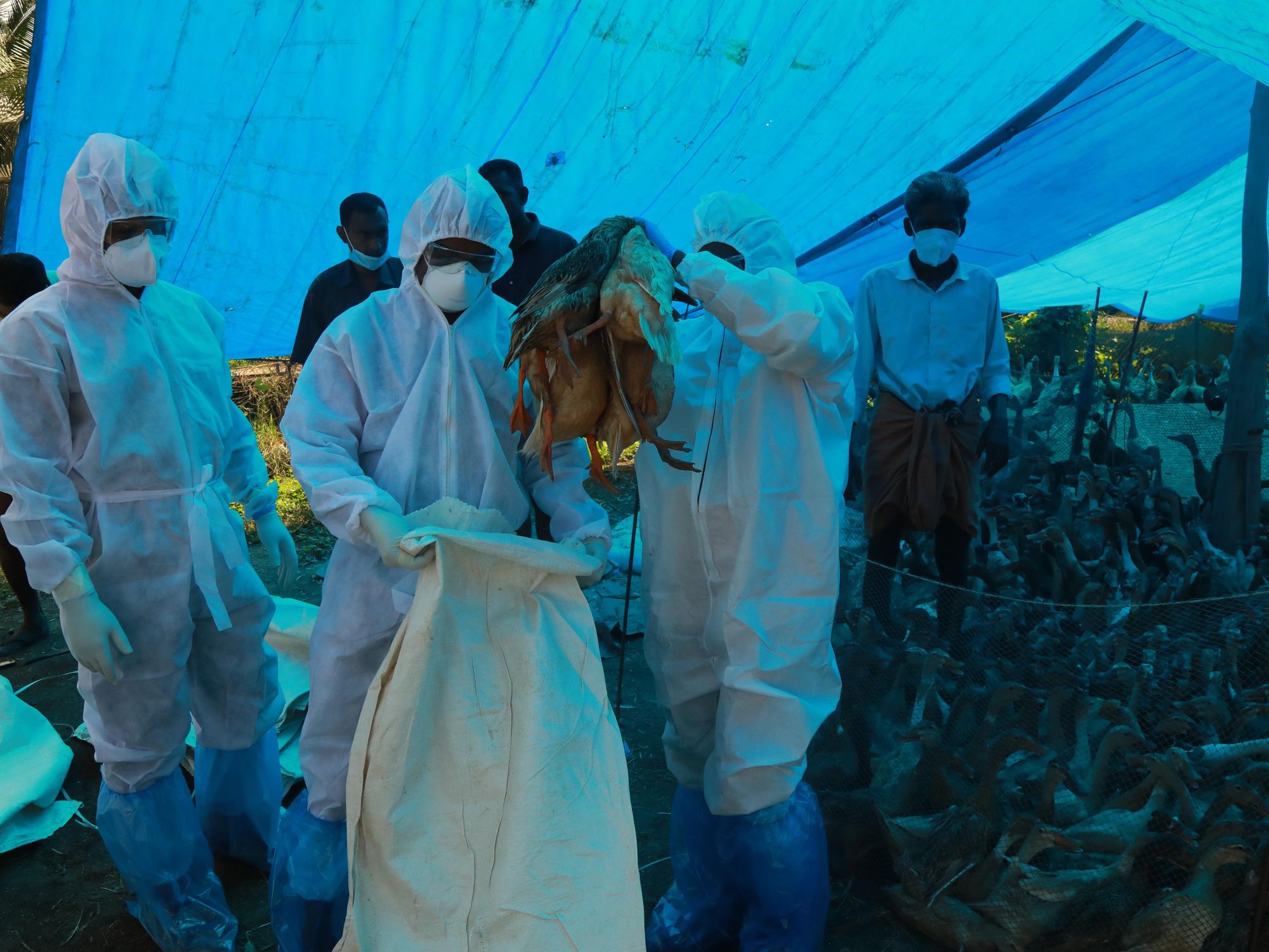 Avian Flu Outbreak in India Results in Mass Poultry Culls