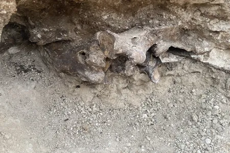 The first bones that the workers uncovered were buried between four and five feet underground, under ancient, compressed vegetation, per KTNV.