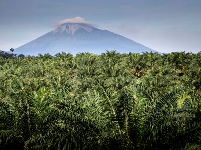 The palm oil industry in Indonesia has led to widespread deforestation, making it hard to find remaining signs of archaic life.