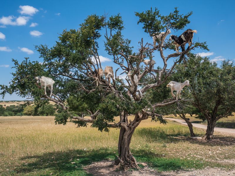 Argan Tree Goats Smithsonian Photo Contest Smithsonian Magazine