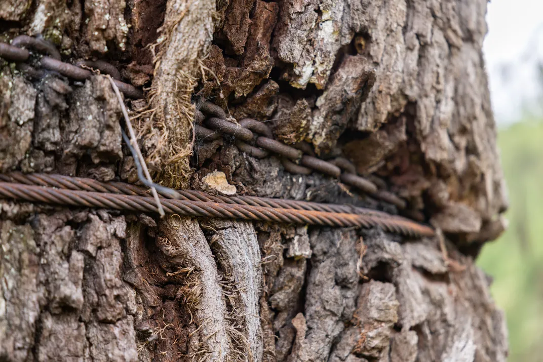 A close-up of a tree trunk wrapped in chains and cables