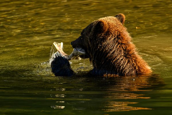 Grizzly Bear (Ursus arctos horribilis) salmon fishing in the Atnarko River in Tweedsmuir (South) Provincial Park thumbnail