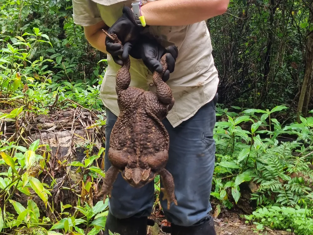A park ranger holds a giant toad by the hind legs.