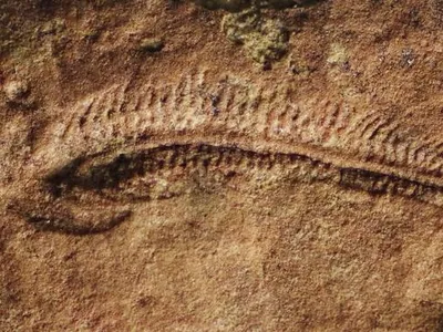 Meet the Earliest Known 'Right-Handed' Animal, a Worm-Like Creature That Lived About 550 Million Years Ago image