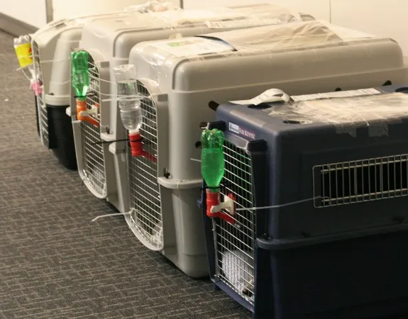 These crates each contain a dog bound for a destination