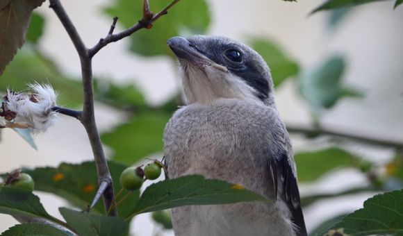 A gray and white bird perches among leafy branches
