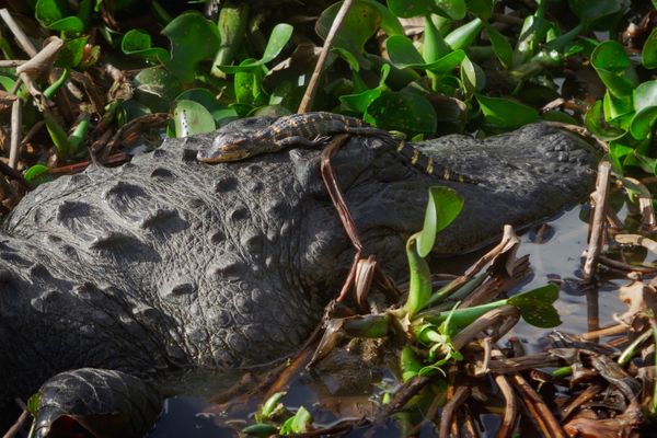 Alligator hatching napping with mother in the Florida sunshine thumbnail