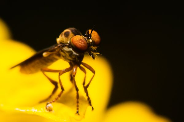 Robber Fly Sitting thumbnail
