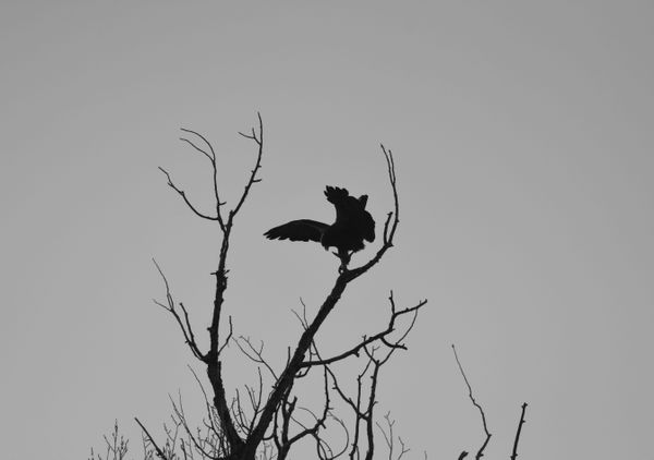 Silhouette of a hawk. thumbnail