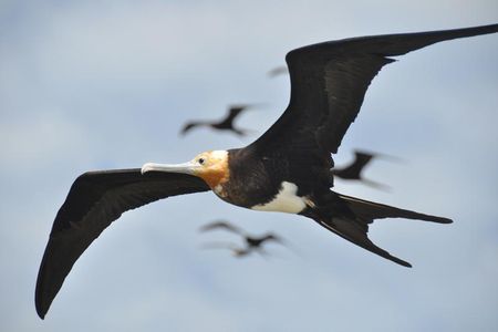 A frigate in flight. Some of the juveniles in the study stayed continuously aloft for more than two months.