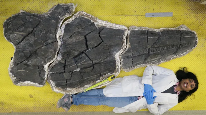 A researcher lays down next to the skull. The scientist's head is near the tip of the snout, and their legs reach part of the jaw, around two feet shorter than the end of the skull.