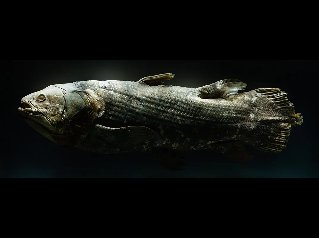 How the Smithsonian’s Coelacanth Lost Its Brain and Got It Back Again