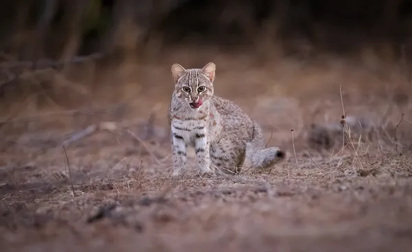 Rusty Spotted Cat, Jawai, India thumbnail