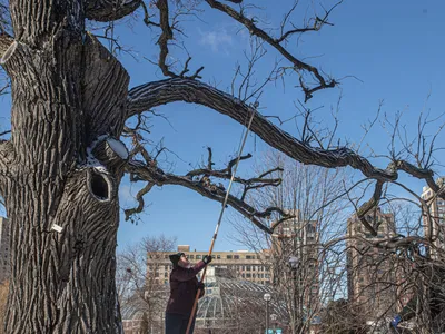 This ailing oak tree, seen being trimmed in winter 2023, was removed from Chicago&#39;s Lincoln Park Zoo due to safety concerns.