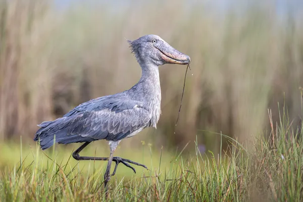 Mabamba´s Hidden Giant thumbnail