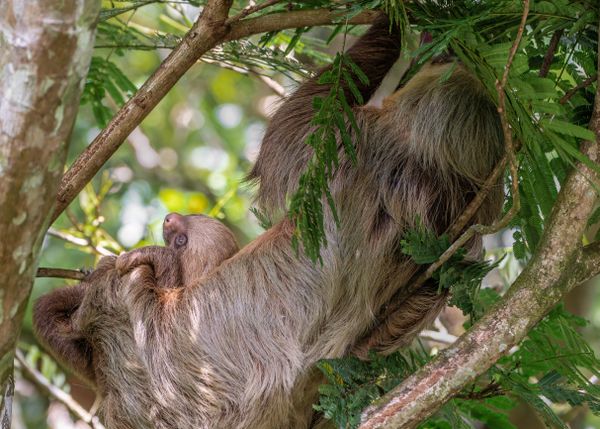 Safe in Mama’s Lap thumbnail