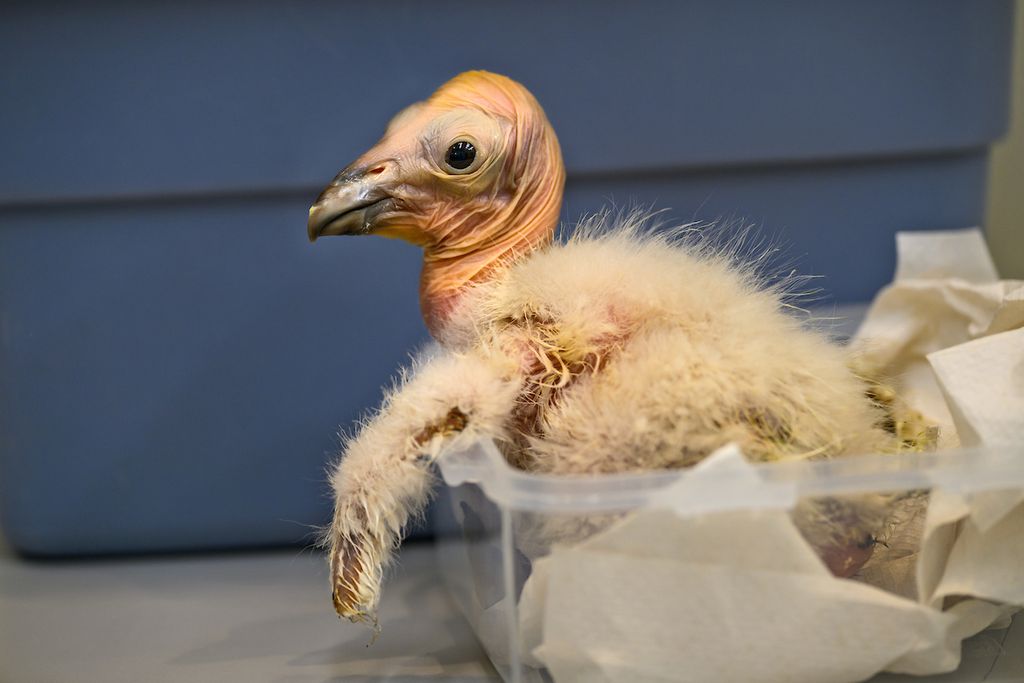 A California Condor Chick at the L.A. Zoo