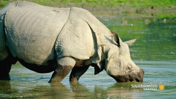 Preview thumbnail for This Endangered Rhino Is Bigger Than Most Cars