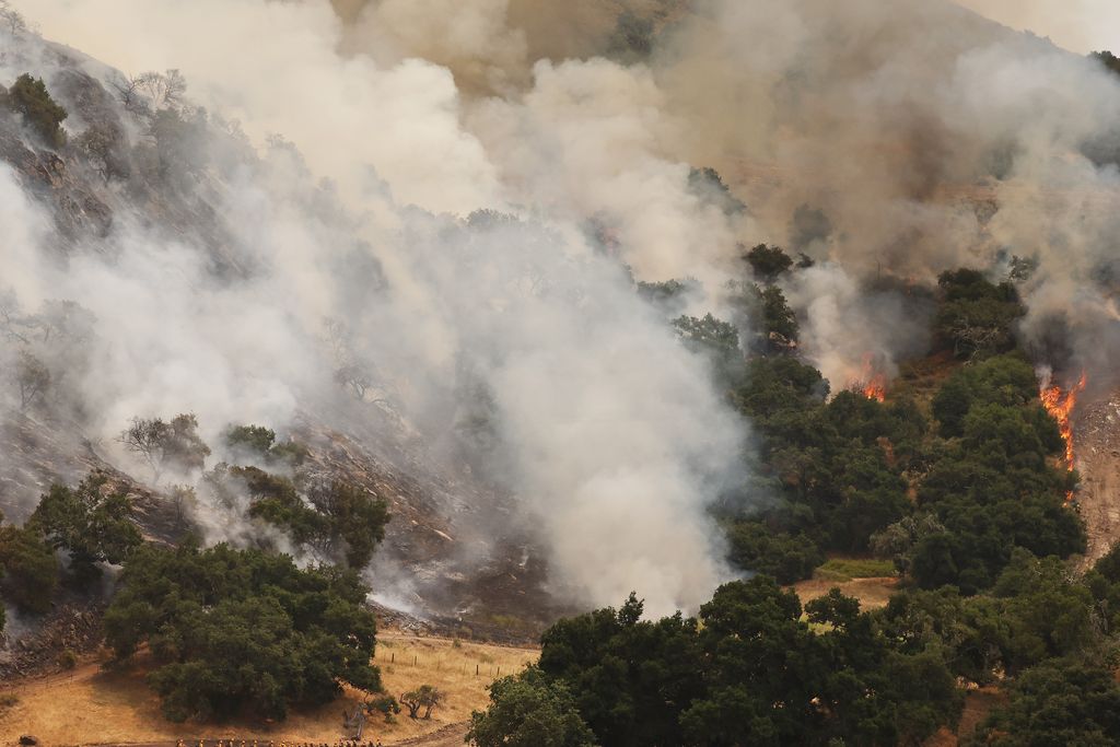 Wildfire smoke billows above trees