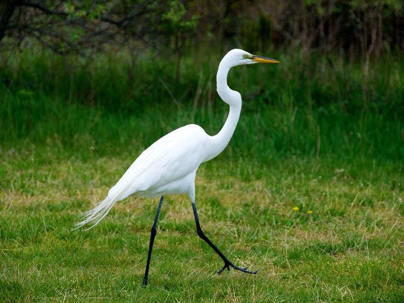 curved bird walking Smithsonian Photo Contest Smithsonian Magazine