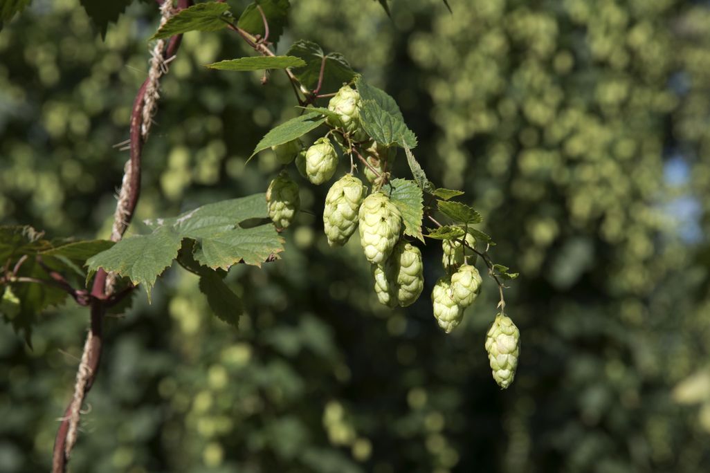Hop cones growing on a plant
