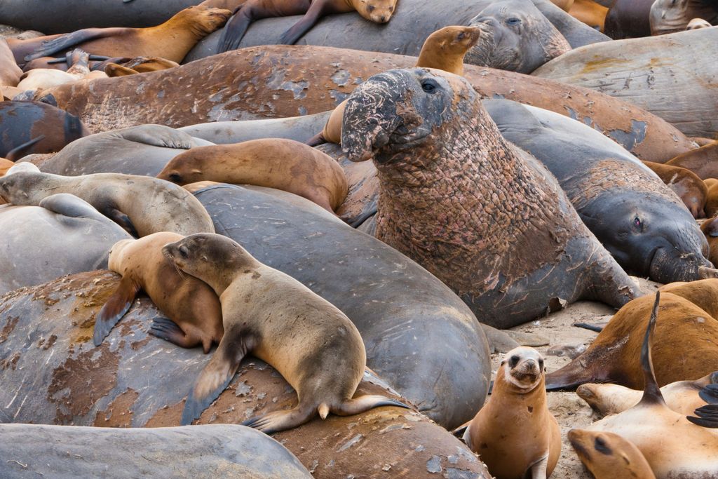 seals