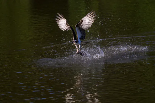 Osprey Catch of the Morning thumbnail