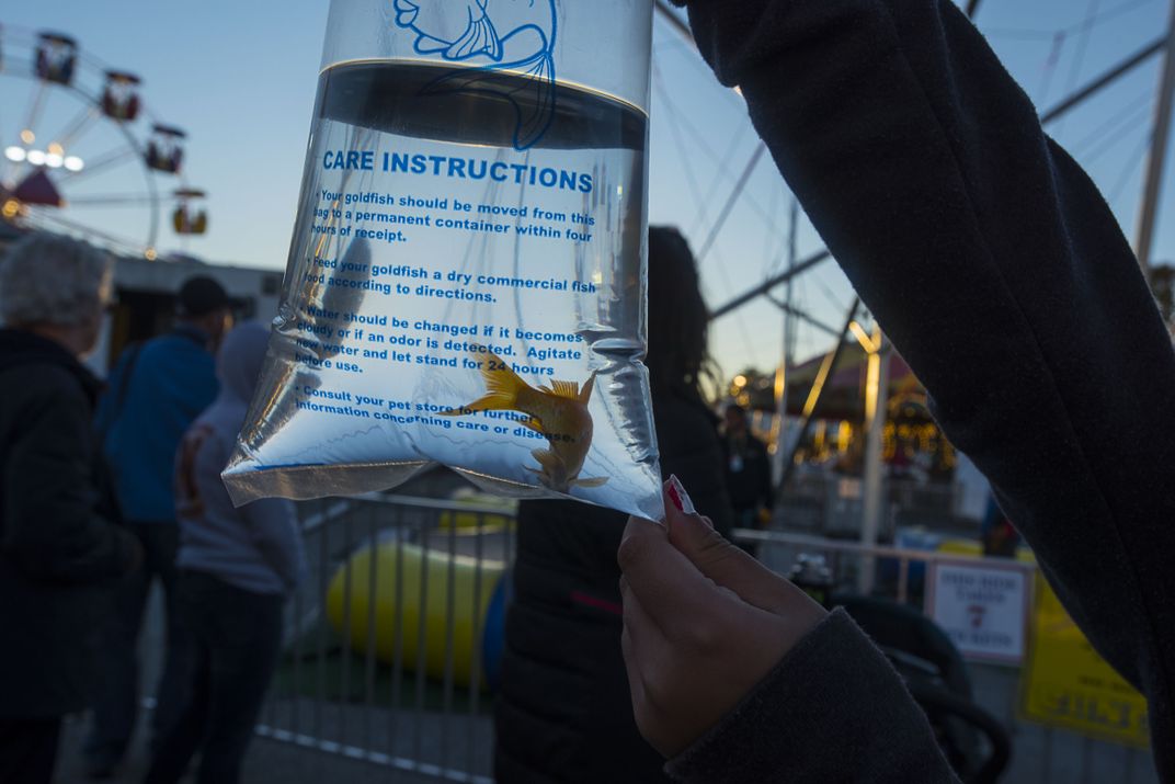 Goldfish in a bag