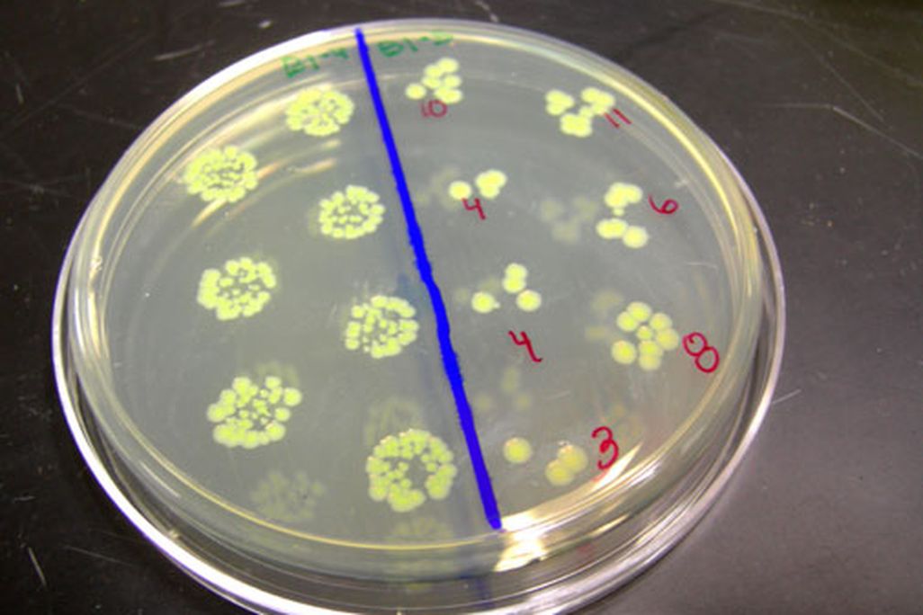 The crew of GeneSat-1 in their Petri dish.
