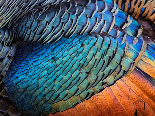 Colors of the Ocellated Turkey thumbnail