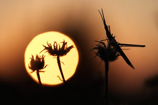 The sunset effect thumbnail