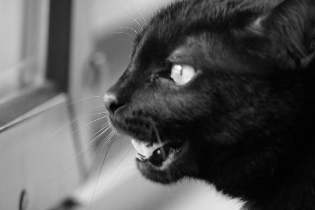 My little kitten, Tadd. He was snarling at a squirrel that was taunting ...