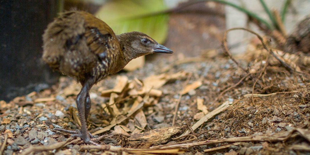 A guam rail, a small round bird, stalks through the tall grass of its enclosure.