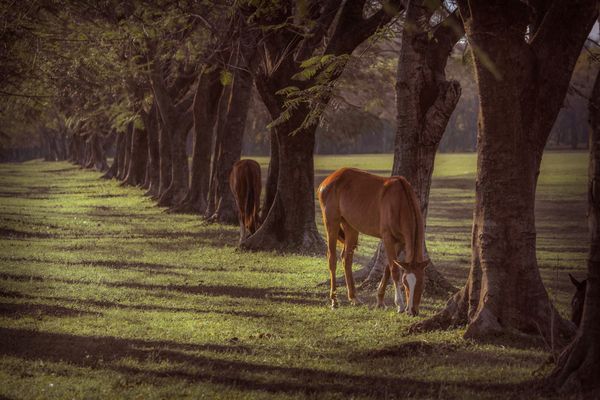 A horse of the Paraguayan military thumbnail