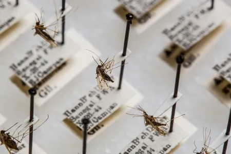 The Smithsonian’s National Mosquito Collection has about 1.9 million specimens from around the world that researchers use to study diseases like malaria. (Paul Fetters for the Smithsonian)