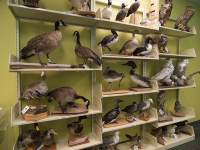 Alaska Resources Library and Information Services (ARLIS) provides the public with an extensive selection of birds as part of its collection of items that are available for circulation. 