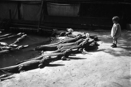 In the unregulated park, kids encountered alligators without fences, gates or grates.