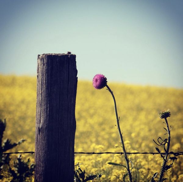 A fence and a flower thumbnail