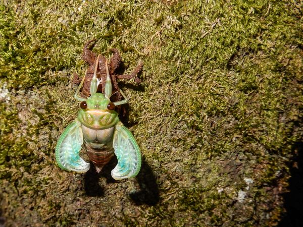 A Cicada molting into its new avataar thumbnail