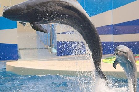 A false killer whale and a bottlenose dolphin hanging out at a zoo in Japan.